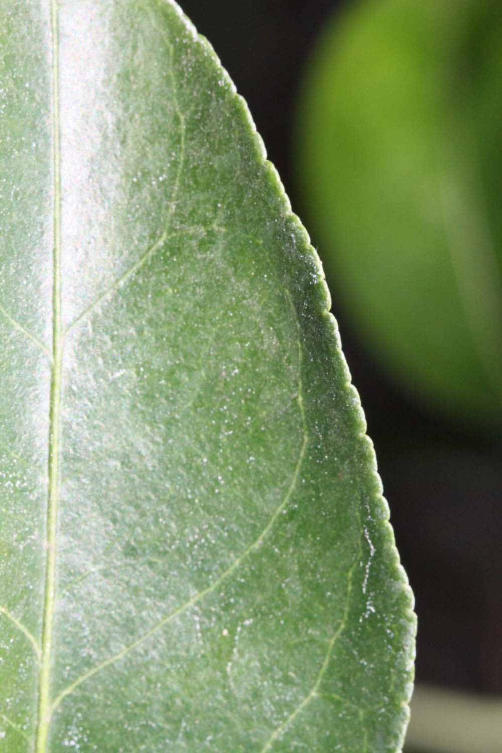 Margin (Riverside, CA)       